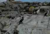Navegación Canal Beagle Pingüinera 